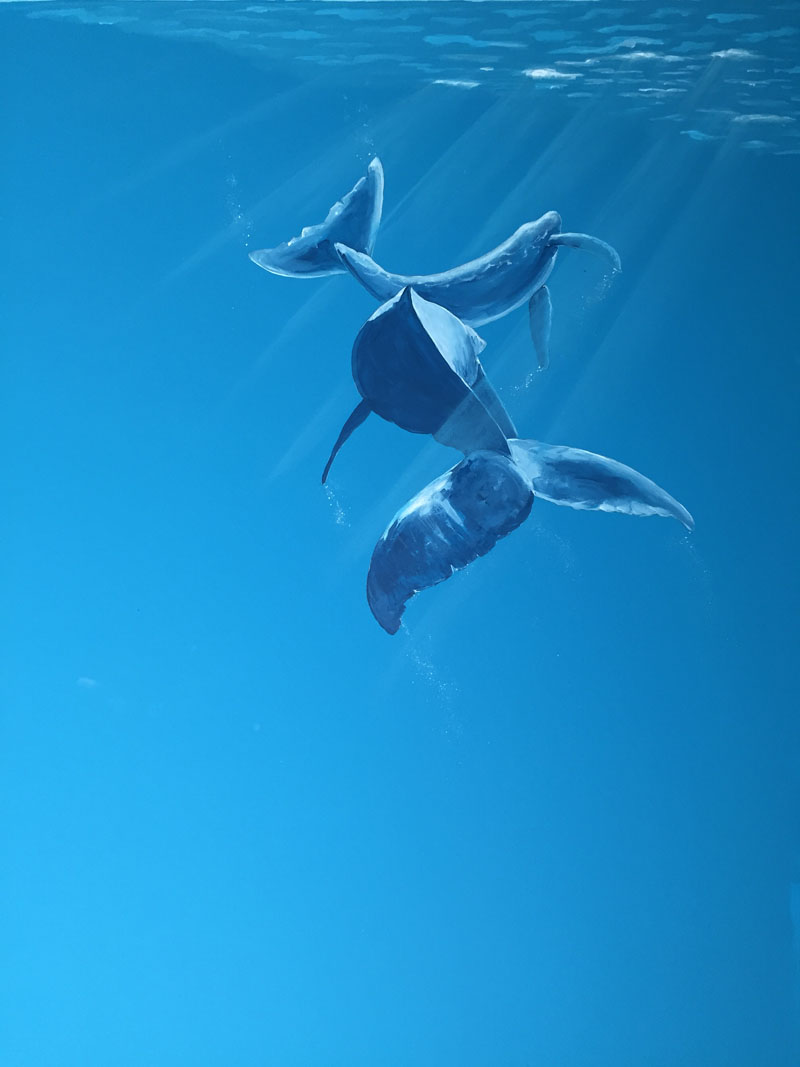 walvissen onderwater